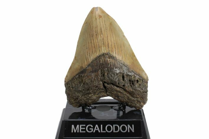 Fossil Megalodon Tooth - North Carolina #245877